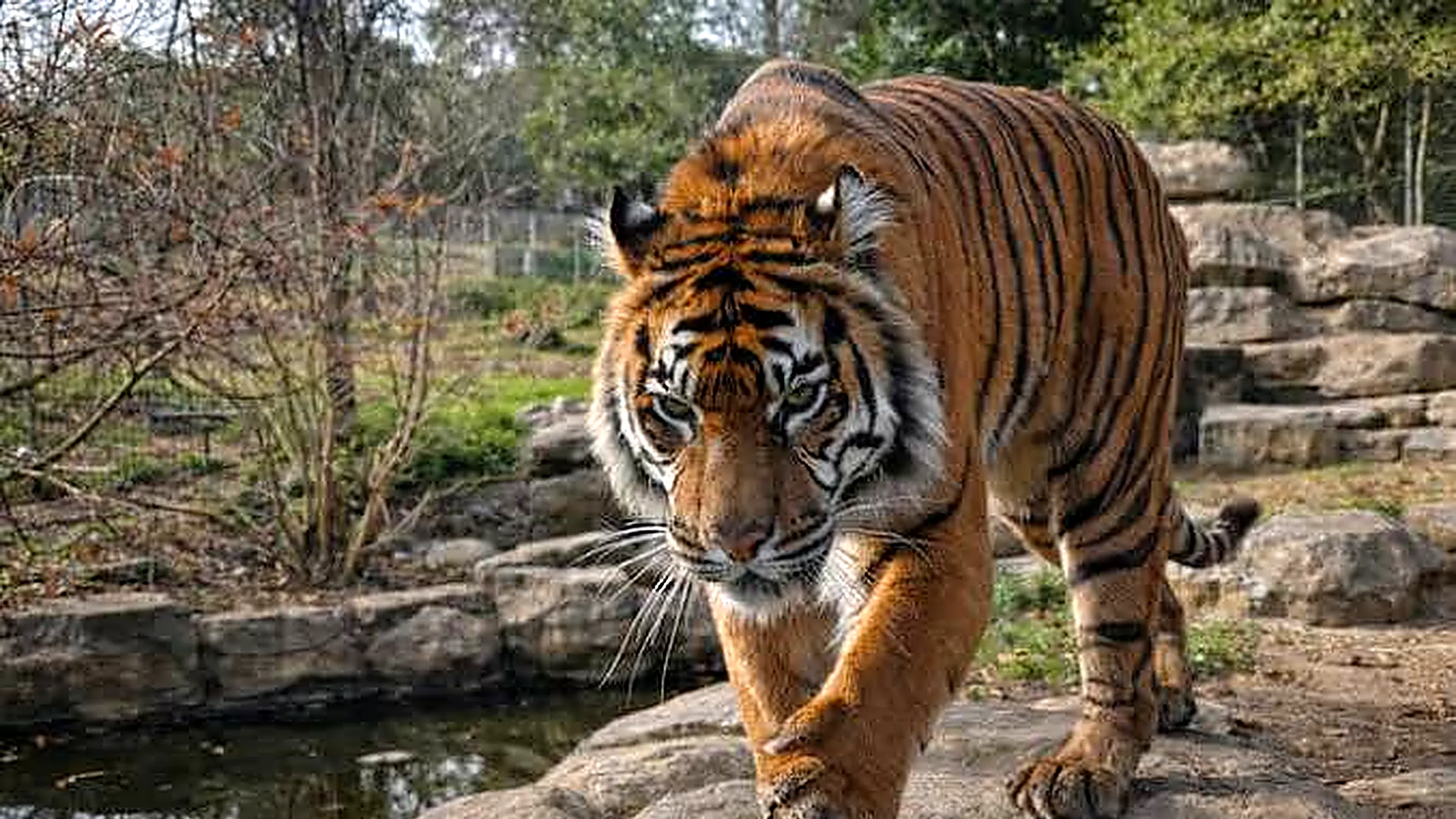 mysore zoo tiger